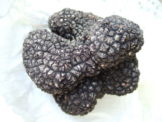 Truffes fraîches - Achat/Vente truffes noires du Périgord - Truffes de  Montcuq